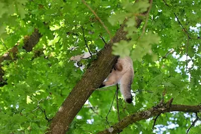 Kat Lia gaat op avontuur en belandt in een boom 7 meter hoog in Tilburg