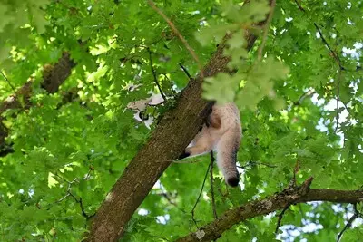 Kat Lia gaat op avontuur en belandt in een boom op zeven meter hoogte in Tilburg, brandweer redt haar