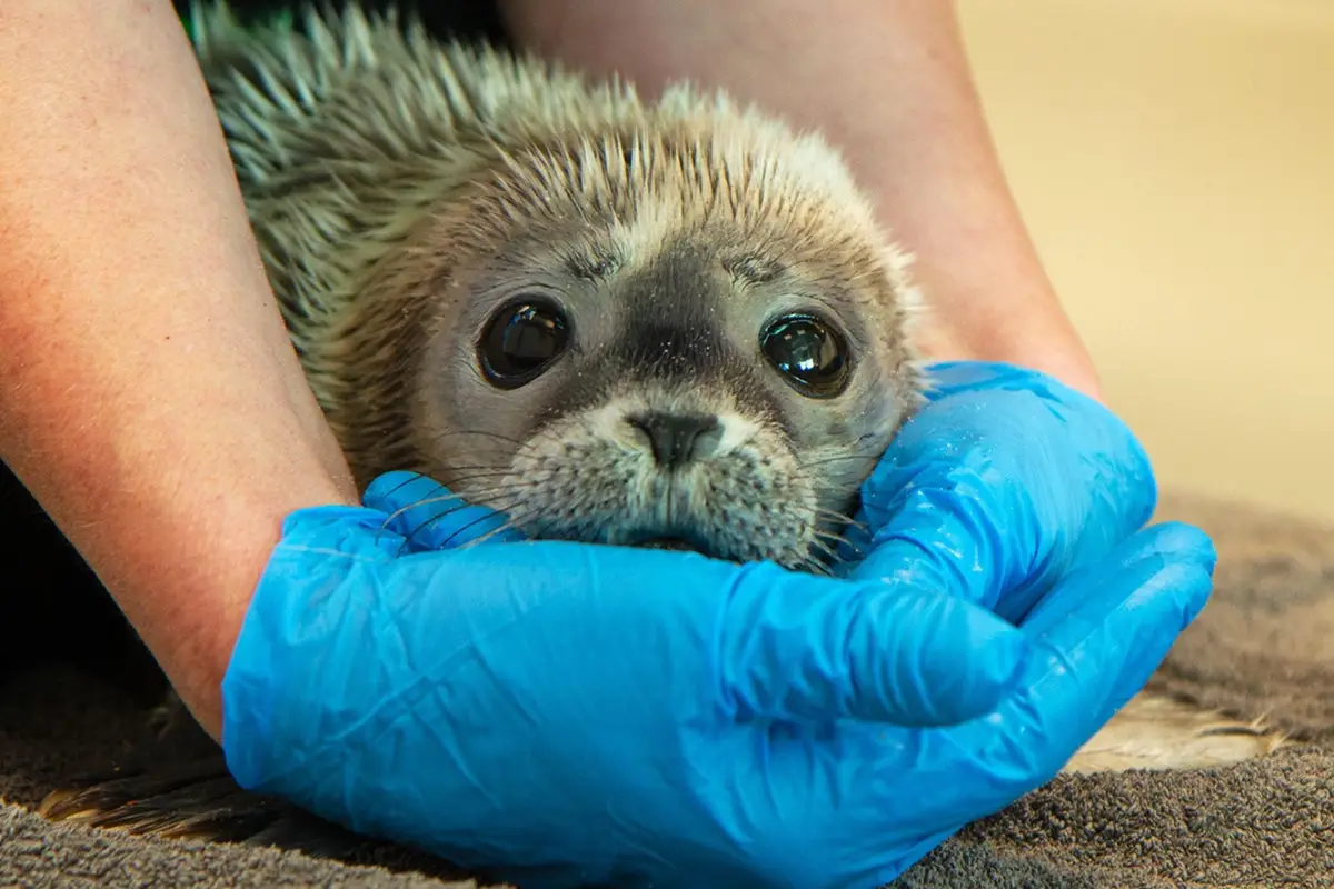 Eerste zeehondenpup van geboorteseizoen opgevangen in nieuwe Werelderfgoedcentrum Waddenzee