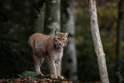 Lynx uit Eindhoven Zoo na week nog steeds spoorloos: ‘We hebben de hoop nog niet opgegeven’