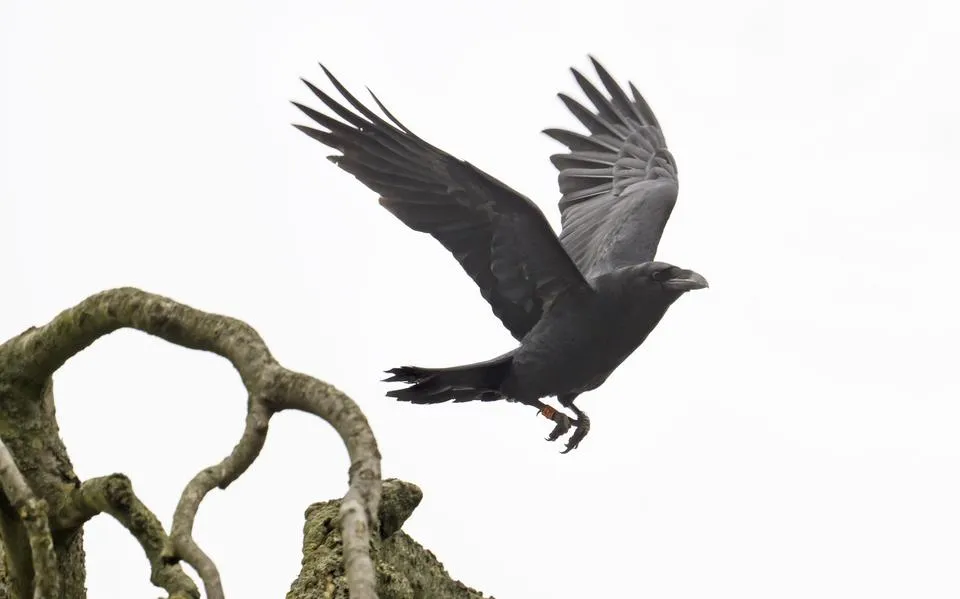 Hij houdt ons in de gaten, maar herkennen wij hem ook? Zwarte slimmerik met gezellige basstem verovert Friesland