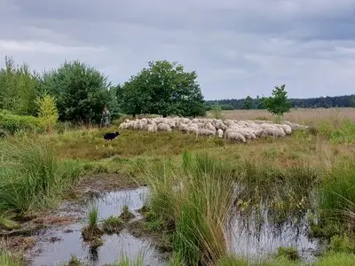 Schapen terug in natuurgebied De Malpie in Valkenswaard