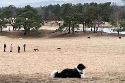 Denk mee over de toekomstvisie van de Loonse en Drunense Duinen
