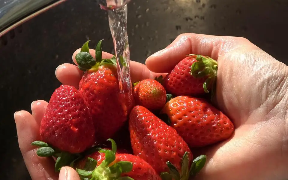 Even snel een aardbei, druif of snoeptomaatje in je mond: hoe erg is het als je je groente en fruit niet wast?