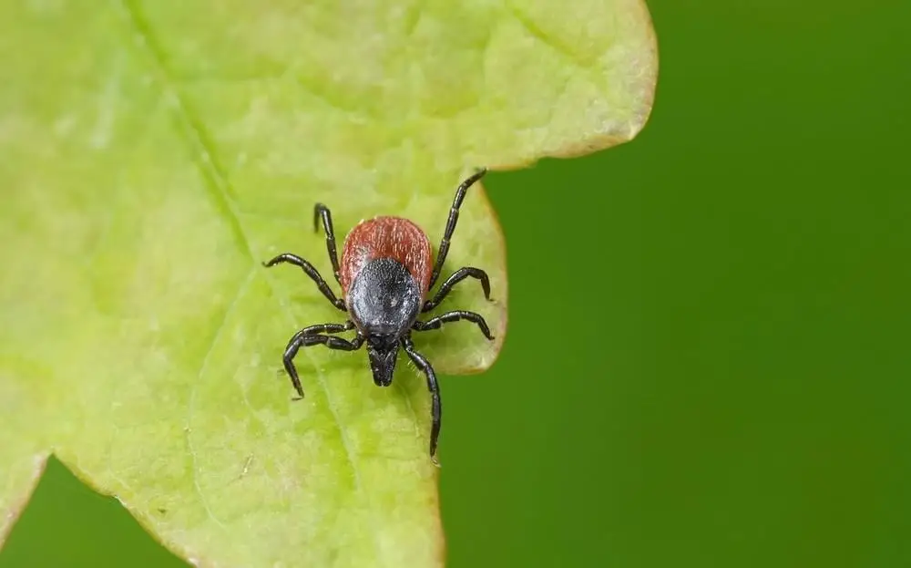 Heb je een teek? Zo verwijder je ‘m op de juiste manier. ‘Irriteer hem niet, dan loost hij zijn maaginhoud in de wond’