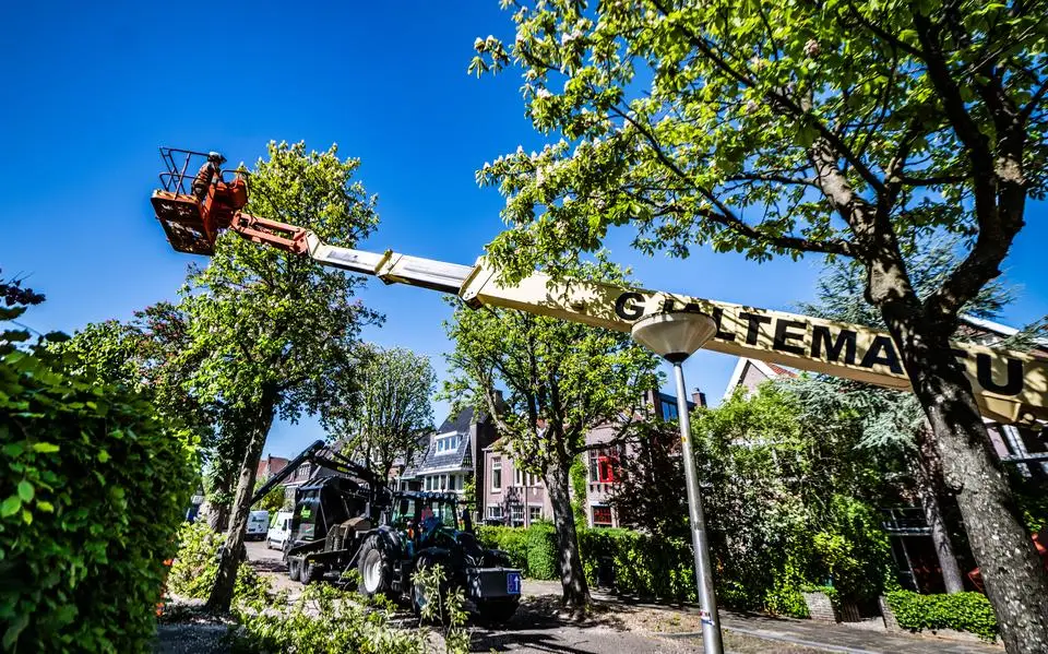 Bloeiende kastanjes rigoureus gesnoeid in voorjaar: zoiets hoort niet in de broedtijd, maar aan de Spanjaardslaan moest het