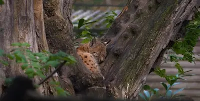 Ontsnapte lynx uit Eindhoven Zoo nog niet terecht, wel meldingen vanuit omgeving van het park