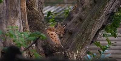 Ontsnapte lynx nog niet terecht, mogelijk wel gezien in omgeving van het park