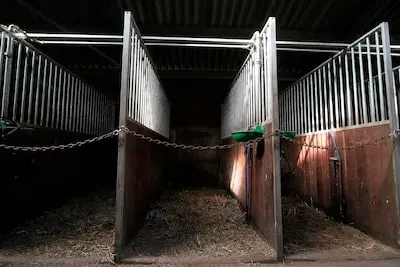 Begeleider vervolgd na grensoverschrijdend gedrag in paardenstal Haghorst: ‘Wij mannen liggen onder een vergrootglas’