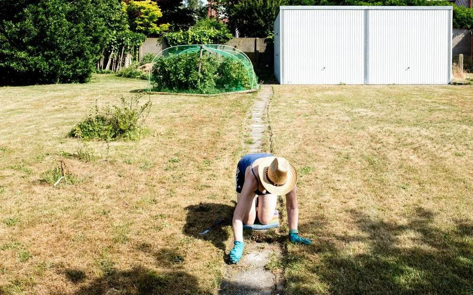 Geel gras? Met deze tips bescherm je de tuin tegen droogte. ‘Leer klaver waarderen’