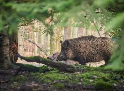 Wilde zwijnen gespot in Valkenswaard