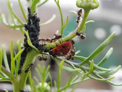 Cursus over insecten in Helmond
