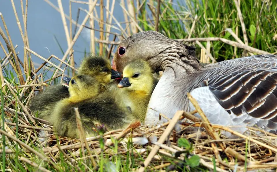 Faunaschade in Friesland stijgt naar 17 miljoen euro: grauwe gans grootste boosdoener