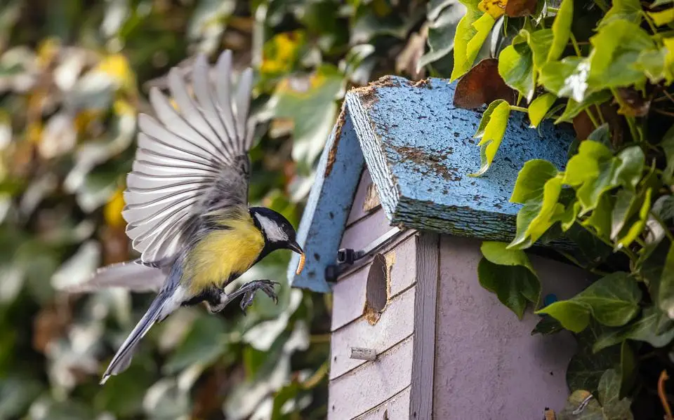 Hoe natuurvriendelijk is uw tuin (te maken)? | opinie