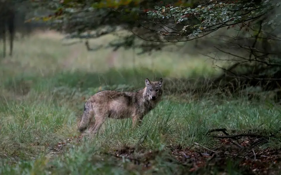 Jonge Friese wolf ging op solo-trip naar Overijssel. Waarom? ‘Vergelijk het met een puber’
