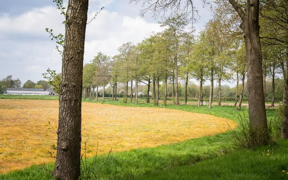 Ratten krijgen kanker van het omstreden bestrijdingsmiddel glyfosaat, ontdekken onderzoekers. En nu?