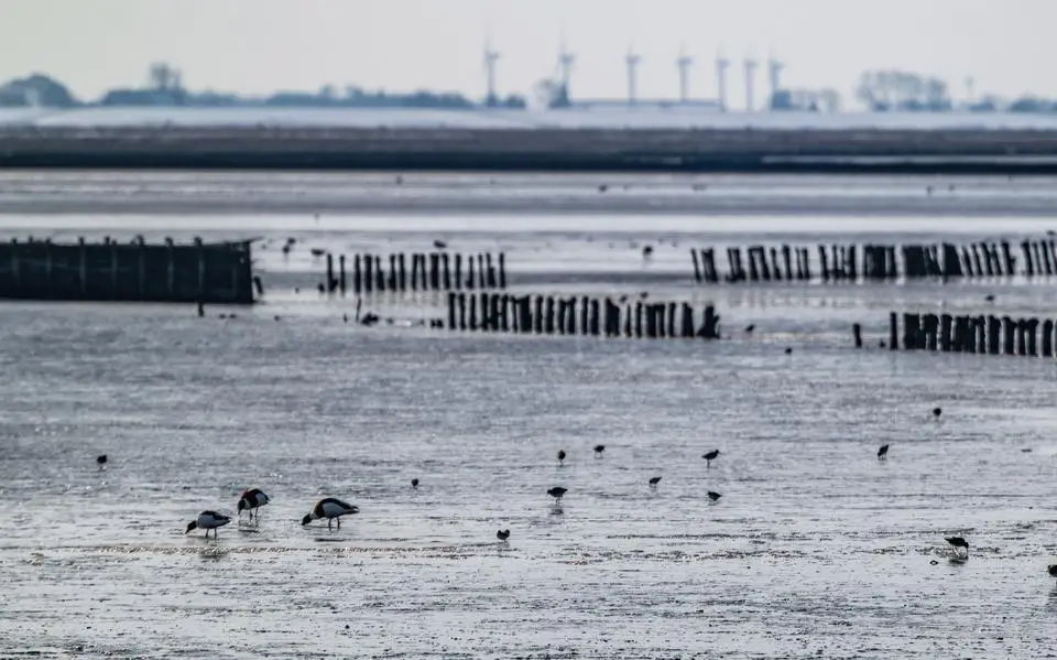 Spaar natuur, recreatie en landbouw: graaf een tunnel onder het Wad voor kabels windstroom | opinie