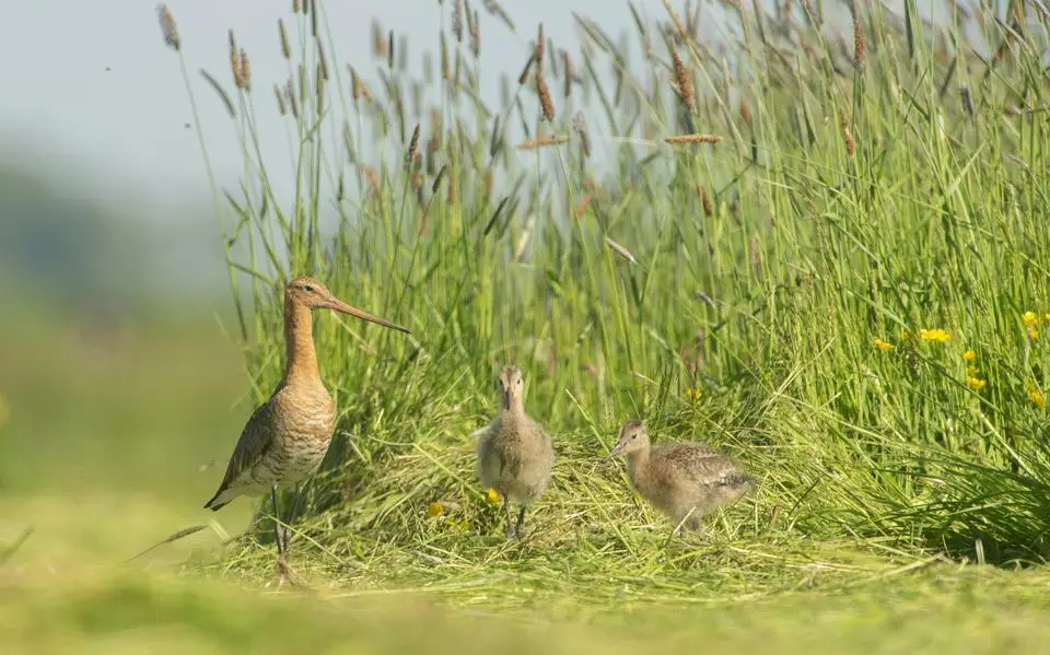 Droogterecords bleven tot de laatste meiweek in beeld, maar spoelden weg met de welkome regen aan het eind van de maand