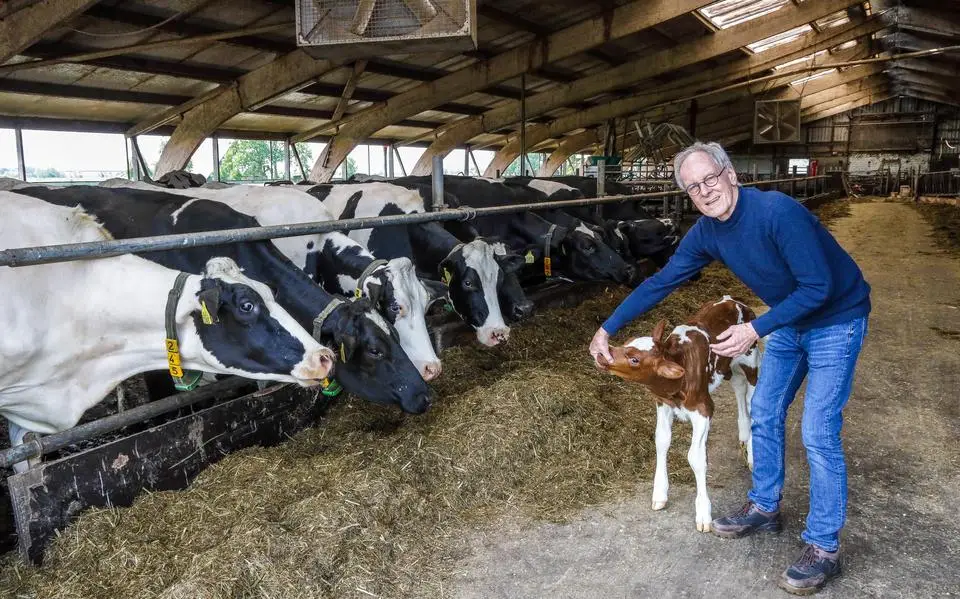 Henk (73) uit Lemmer hielp Monique van de Ven bij iconische geboortescène van koe: ‘Iedereen was doodstil’
