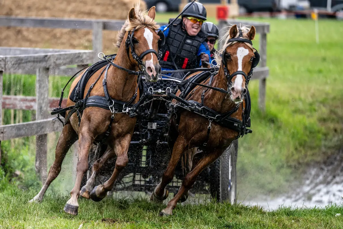 Marathonspektakel voor paarden en pony’s in Franeker staat voor metamorfose. ‘Wil de stap maken naar officiële wedstrijd’