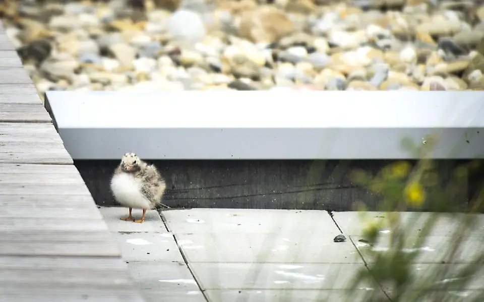 Visdieven bewaken nest op Werelderfgoedcentrum Lauwersoog als fort. Bezoekers tot bloedens toe gepikt op loopdak