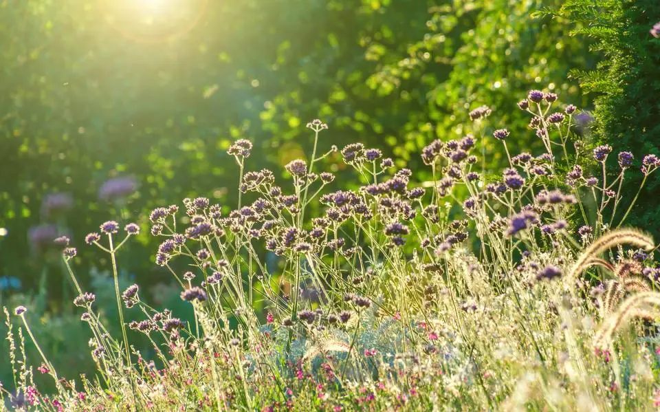 Ken jij deze mythische en legendarisch planten uit de magische kruidentuin?