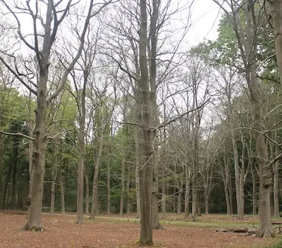 Dode bomen in Tilburgse Oude Warande