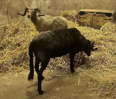 ‘Geen enkele indicatie’ dat schapen bij shoarmazaak Veldhoven geofferd zouden worden, volgens NVWA