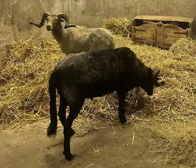 ‘Geen enkele indicatie’ dat schapen in shoarmazaak Veldhoven geofferd zouden worden, volgens NVWA