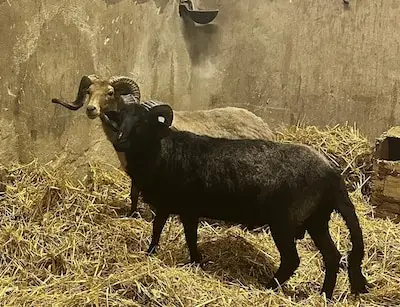 Schapen gered van mogelijk illegale slacht bij shoarmazaak in Veldhoven