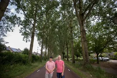 Populieren in Eindhovense Loostraat mogen toch blijven staan