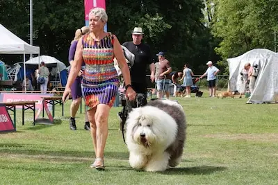 Rashonden lopen opgewekt langs keurmeesters; 46ste Dogshow Eindhoven succes ondanks de hitte