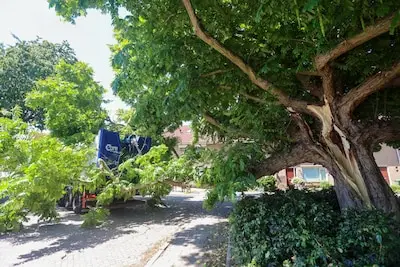 Boomstam scheurt plots in tweeën in Eindhoven, tak belandt op vuilniswagen