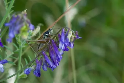Nieuwe insectensoorten blijven opduiken in Heeze: Jap Smits vindt greppelsprinkhanen