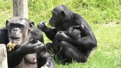 Chimpansee geboren in Eindhoven Zoo