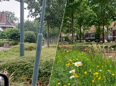 Het groen in Helmond lijkt ’n zooitje, maar er is (soms) goede reden voor