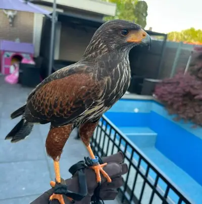 Woestijnbuizerd Harry (1) vliegt weg tijdens training in speeltuin in Tilburg: ‘Hij raakte in paniek door veertig kraaien’