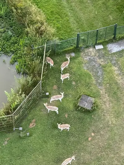 ‘Elke fatsoenlijke ballonvaarder houdt rekening met wild en vee’