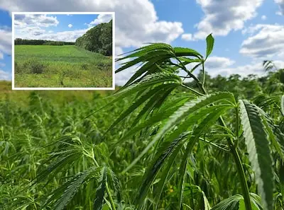 Dit is waarom er in Tilburg een veld vol met hennep staat