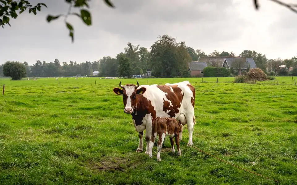 Wordt het leven van miljoenen boerderijdieren straks iets beter door nieuwe afspraken van de veehouderij?