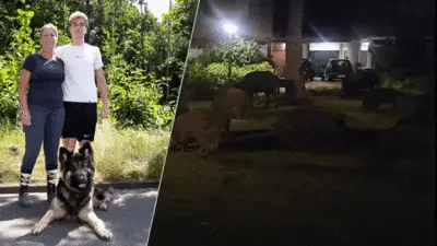 'Nee hè, niet weer!' Wilde zwijnen blijven terugkeren naar Aalst, jagers komen in actie