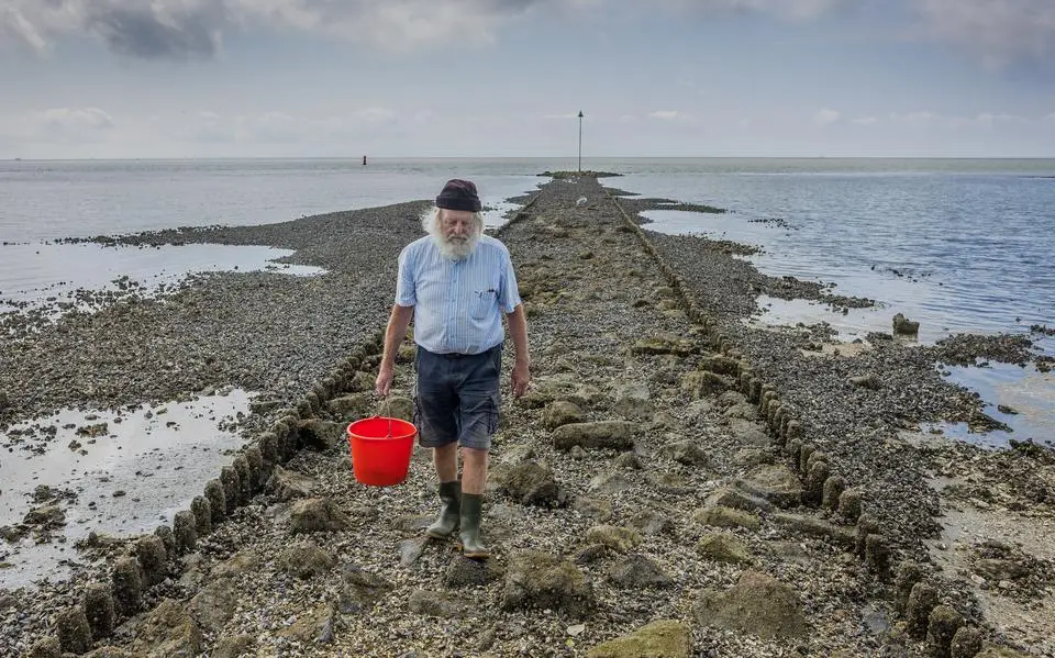 Waddenzee tjokvol jonge mosselen. ‘Nog nooit gezien in recente verleden’