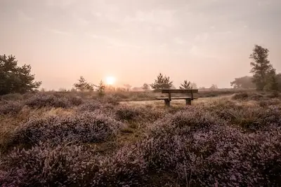 Begeleide zomerwandeling in Heeze