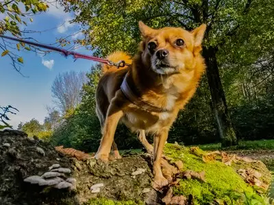 Teleurstelling bij tegenstanders: Snuffelende Snuit mag in bos honden blijven uitlaten