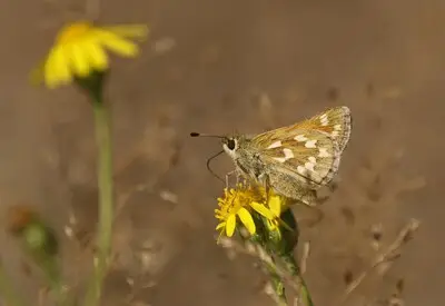Rogge en boekweit brengen oude Brabantse biodiversiteit weer tot leven
