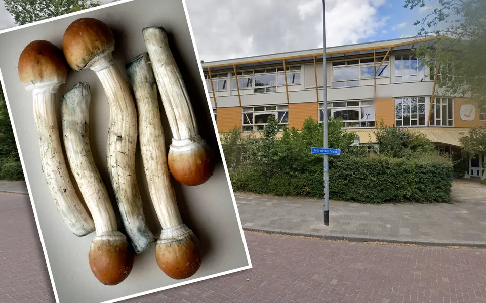Leerlingen basisschool in Groningen snoepen van paddo-brownies. ‘Juf, ik ben niet lekker’