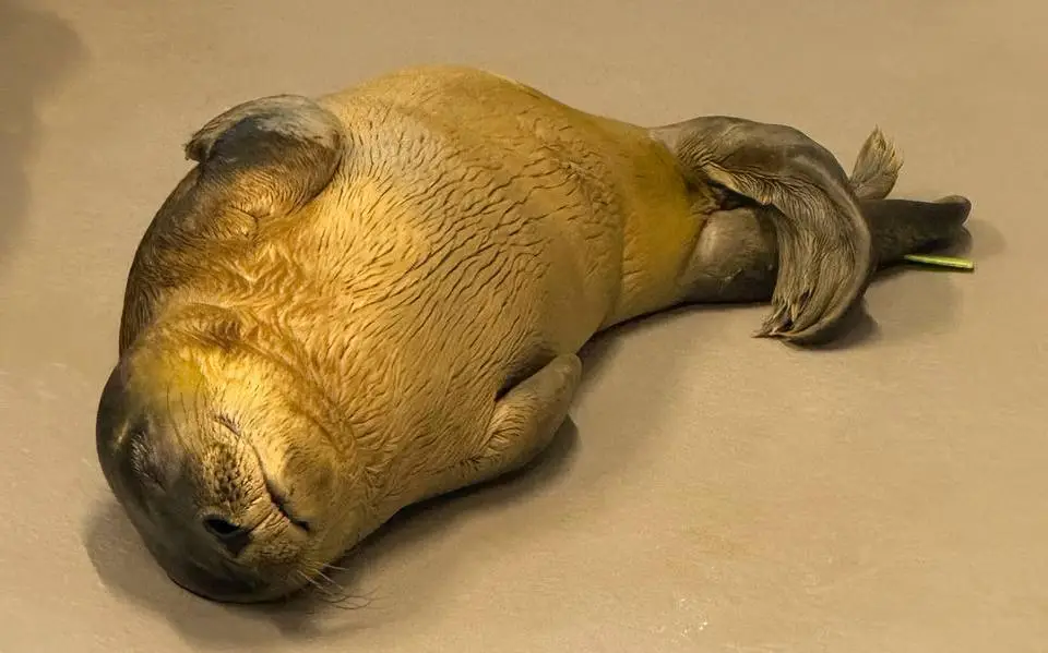 Hoe gaat het nu met Rave, de zeehondenpup die door feestgangers bij haar moeder werd weggehaald?