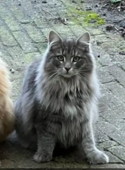Waar is kat Elvie en wie heeft er een sapketel over?
