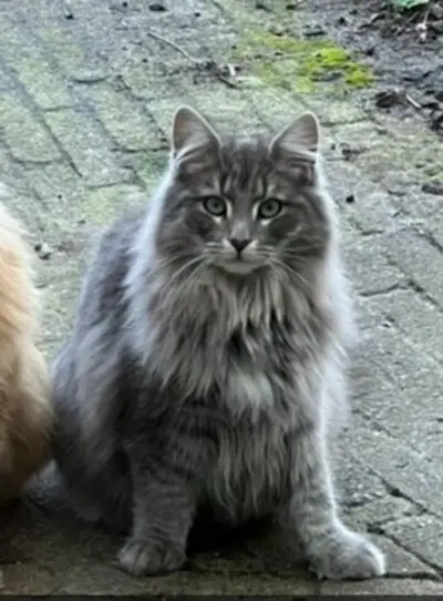 Kikkers zoeken vijver, poes Elvie is kwijt en Frans heeft een babykamer over