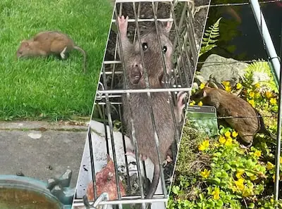 Sequoia en vijver sneuvelen in strijd tegen ratten; Hennie en Yvonne zijn er helemaal klaar mee